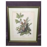 Framed Artwork "American Robin" by John James