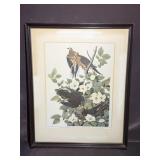 Framed Artwork " Carolina Turtle Dove" by John