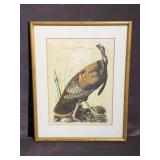 Framed Artwork "Wild Turkey"