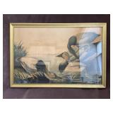 Framed Artwork "Canvas Backed Duck" by John J