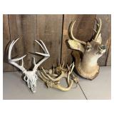 Deer Head & Antlers