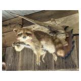 Raccoon on Driftwood Taxidermy