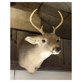 Deer Taxidermy