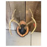 Mounted Antlers