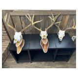 3 Deer Skulls & Antlers