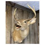 Whitetail Deer Taxidermy