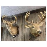 Pair of Deer Taxidermy