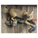 Lifesize Bobcat Taxidermy