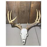 Deer Skull & Antlers