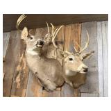 2  Deer Taxidermy Mounts