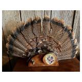 Turkey feather display