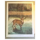 Unframed Artwork - The American Whitetail Deer