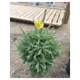 Black hills spruce