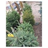 Black hills spruce evergreen trees