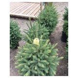 Black hills spruce evergreen trees
