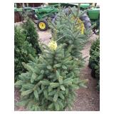 Meyer spruce evergreen trees