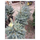 Colorado blue spruce trees