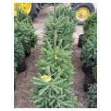 Black hills spruce trees