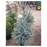 Colorado blue spruce trees