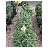 Black hills spruce trees