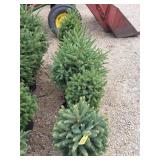Black hills spruce trees