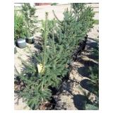 Black Hills Spruce