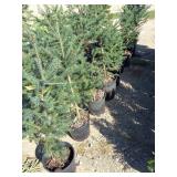 Black Hills Spruce