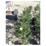 Norway Spruce