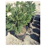 Norway Spruce