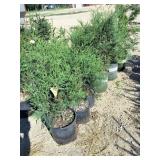 Techney Arborvitae