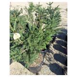 Norway Spruce