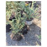 3-small Colorado Blue spruce