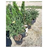 Black Hills Spruce