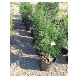 Arborvitae