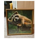 Framed Raccoon Print