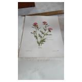 Wild flower prints by Nellie Meadows