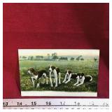 Antique Dogs Art Print Postcard (Unused)