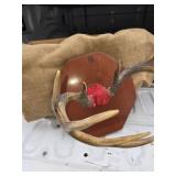 Deer Mount  (Needs Repair)