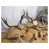 Assorted Deer Horns