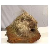 Porcupine Taxidermy Wall Mount
