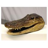 Taxidermy Alligator Head
