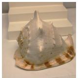 Large Sea Shell
