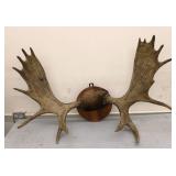 Moose Antlers 44" Wide 28" Tall