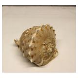 Large Sea Shell
