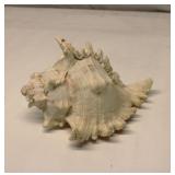 Large Sea Shell