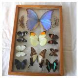 collection of real, preserved butterfly specimens