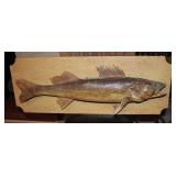 taxidermy mount of a walleye fish