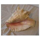 Large Sea Shell