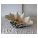 Natural giant clam shell