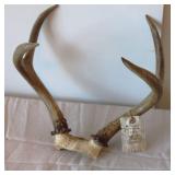 1972 Harvested Deer Antlers